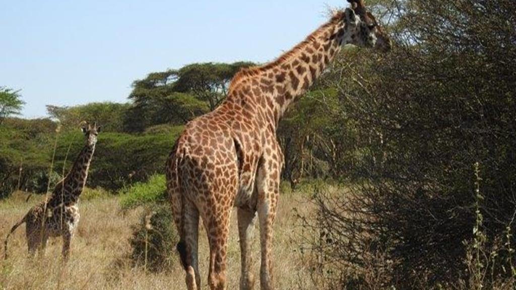 Day trip to Lake Naivasha and Hells Gate National Park - Image 3